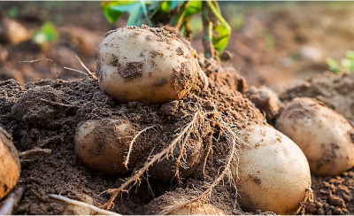 Potatoes in soil close up