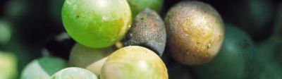 Face au Black Rot, comment protéger mes vignes ?