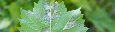 Face au mildiou de la vigne, comment se protéger ?  