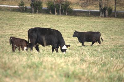 Fall grazing; black cows