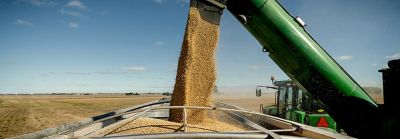Soybean seeds into hopper during harvest