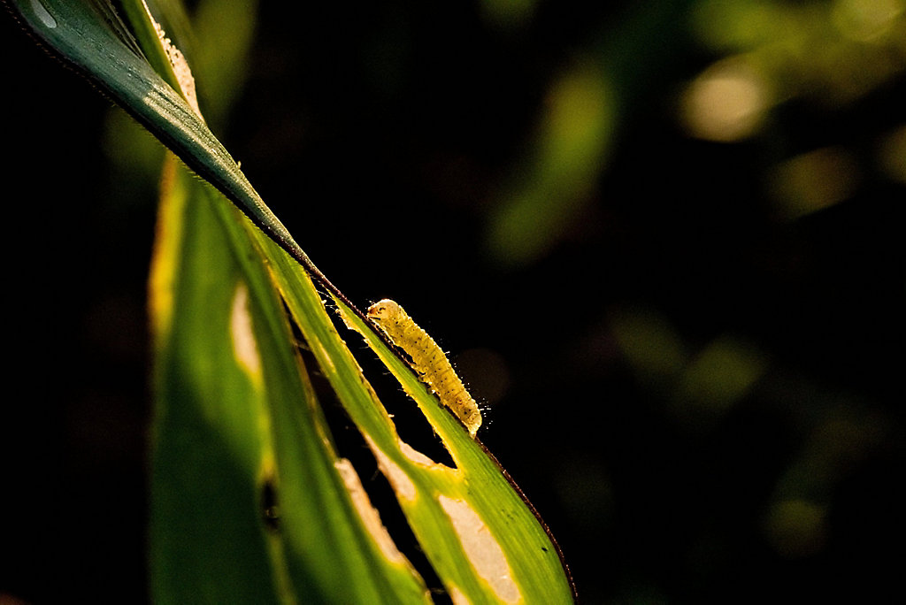 closeup of fall armyworm on leaf