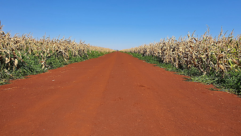 ground view of dirt road between corn stalks
