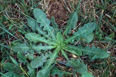 False dandelion rosette