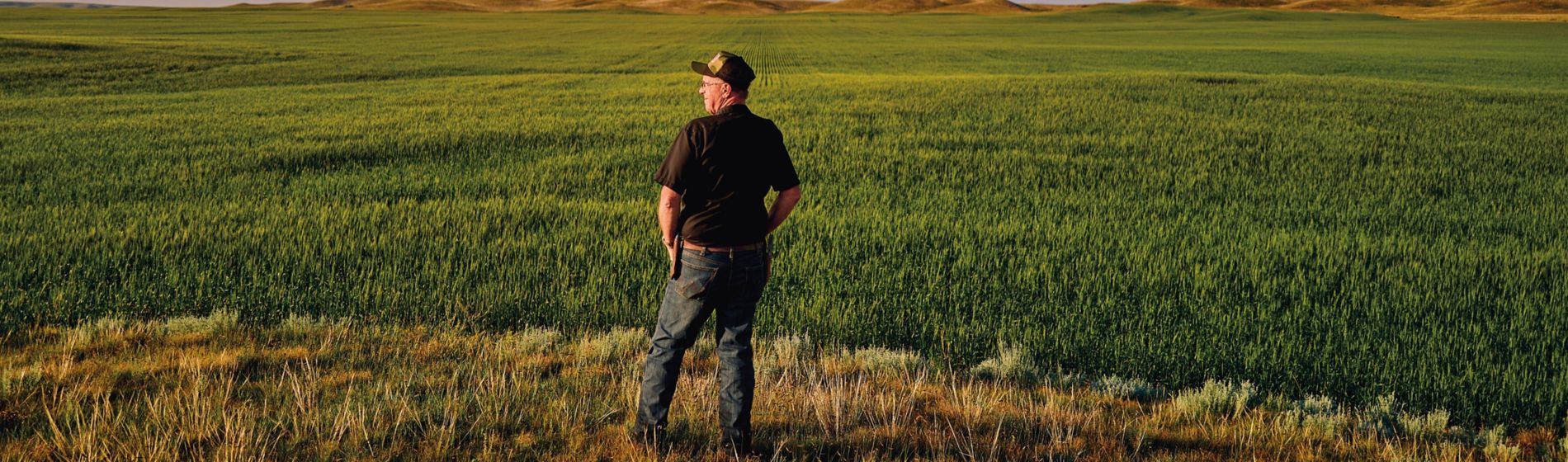 farmer overlooking wheat field