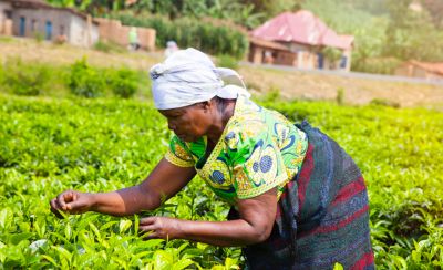 Female farmer picks tea leaves profile