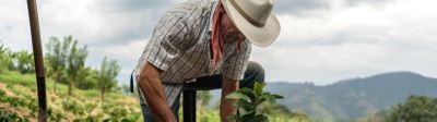 Farmer in field planting crop