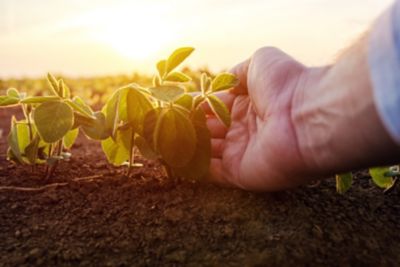Agronomist checking small soybean plants in cultivated agricultural field, close up of male hand examining young crops