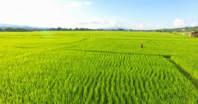 Image of beautiful Terraced rice field in water season and Irrigation from drone,Top view of rices paddy field,nan,thailand