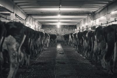cows in shed