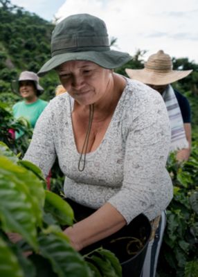 Female farmers harvesting in field