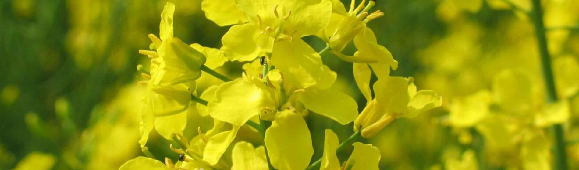 Fertilisation azotée du colza : raisonner l’automne pour partir du bon pied !