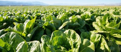Field of Lettuce