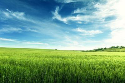 barley field