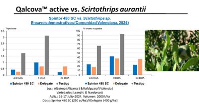 Figura 2. Ensayos Spintor 480 SC vs. Scirtothrips aurantii en cítricos. Comunidad Valenciana 2024.