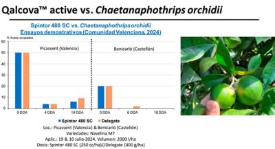 Figura 3. Ensayos Spintor 480 SC vs. Chaetanaphothrips orchidii en cítricos. Comunidad Valenciana 2024