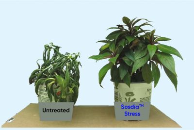 IMG-Figure5-Corteva-V1