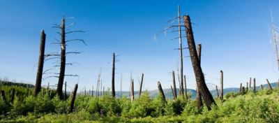 Fire damaged pines amongst regrowth