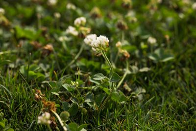 Flowering white clover