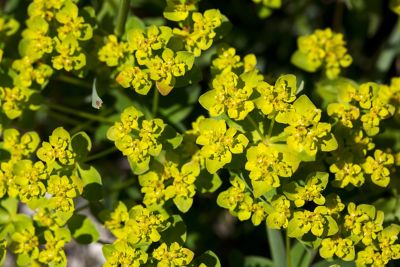 Flowers of green spurge