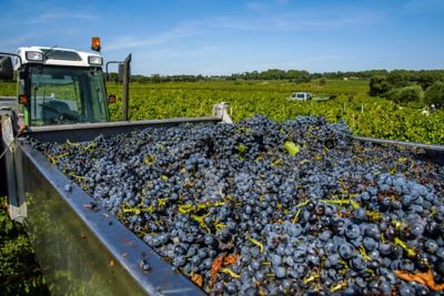 Truckload of harvested fruits