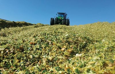 Photo - forage - storing