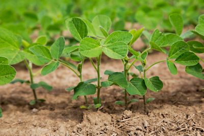 Healthy cabbage roots
