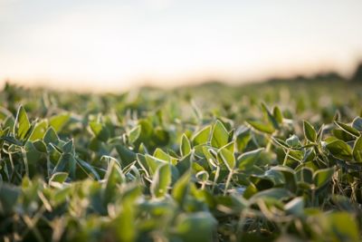 IMG-Foto_Soja_ALTA-Brevant-LA_BR-V1