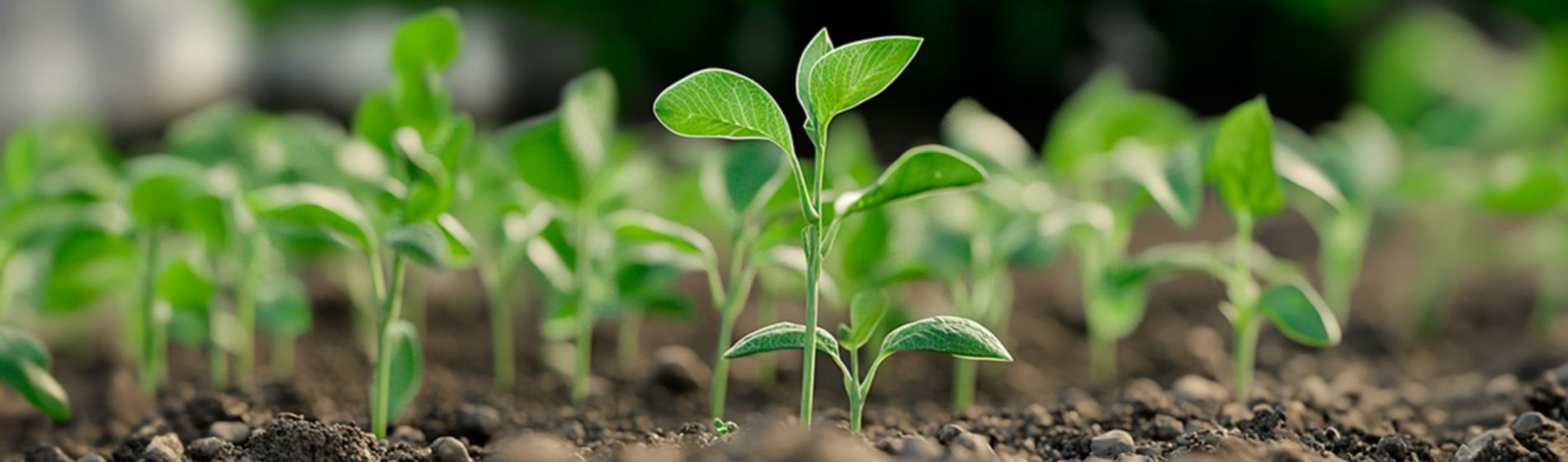 IMG-Foto_Soja_AR_New