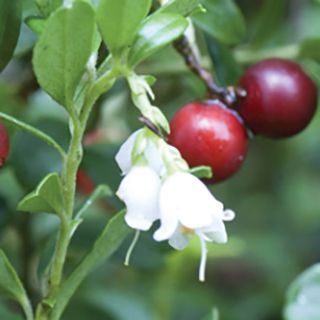 Fruit Flower