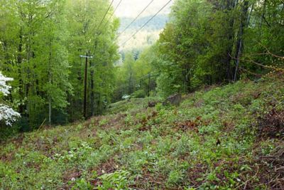 Green grass and trees under powerlines - GA utility