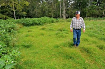 Walking pastures