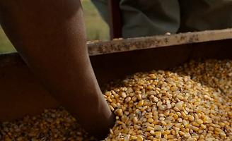 man's arm reaching into crate of seeds