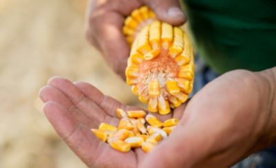 Closeup of hand holding an ear of corn and loose kernels