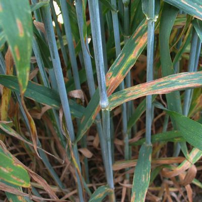 Gérer les phénomènes de résistances