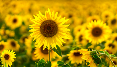 SunflowerBanner