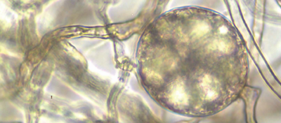 Learn how microbes can make a valuable addition to your crop by contributing to the health and resilience of plants and soil.