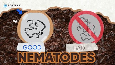 Good and Bad Nematode graphic