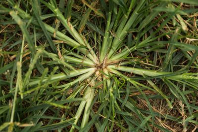 Top view of goosegrass