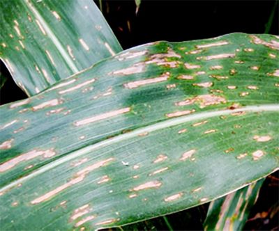gray leaf spot
