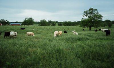 White cows, Black cows grazing