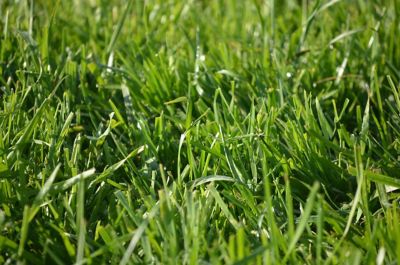 IMG-Green-grass-beauty-Corteva-EU-IE