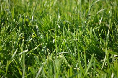 Forage Agronomy Update