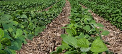 New Soybean Crop:  Rows of young soybeans grow in southern Wisconsin amid the remnants of a corn crop from the previous year.