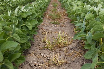 Green soybean rows with browned grassy weeds visible between the plants.