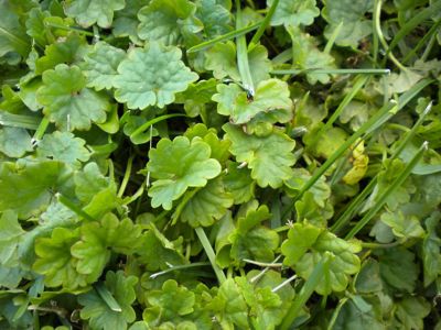 Ground Ivy top view