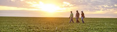People in soybean field at Sunset