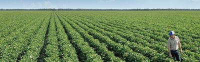 Grower in cotton field