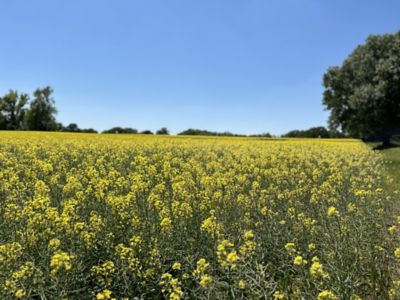 yellow flowers in front of trees