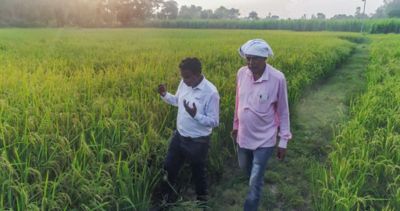 two_men_in_crop_field